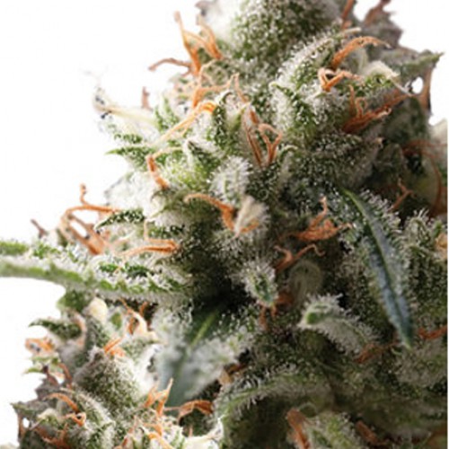 Auto Super Hash семена конопли: фото, характеристики, отзывы, описание