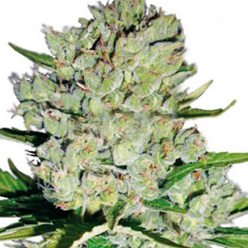 Auto Super Skunk Feminised насіння конопель: фото, характеристики, відгуки, опис Auto Super Skunk Feminised насіння конопель: фото, характеристики, відгуки, опис