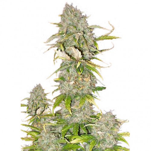 Auto Sweet Cheese семена конопли: фото, характеристики, отзывы, описание