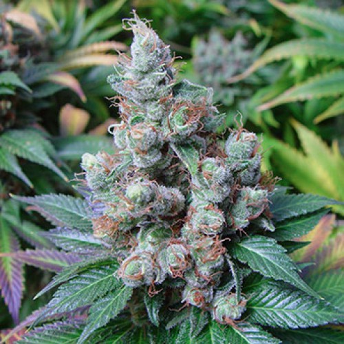 Auto Sweet Mango насіння конопель: фото, характеристики, відгуки, опис