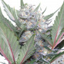 Auto Sweet Skunk семена конопли: фото, характеристики, отзывы, описание Auto Sweet Skunk семена конопли: фото, характеристики, отзывы, описание