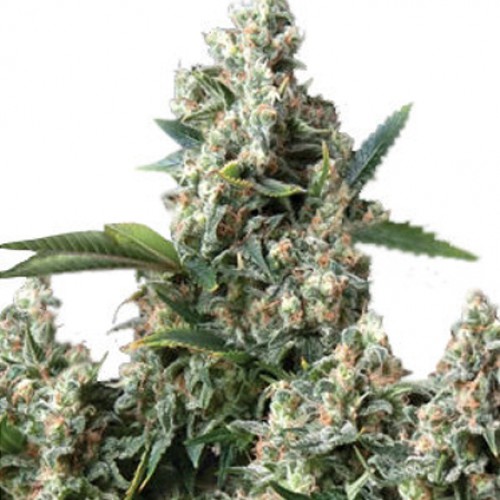 Auto Tutankhamon насіння конопель: фото, характеристики, відгуки, опис