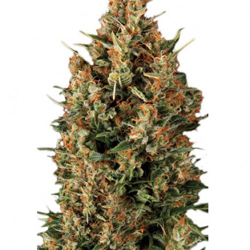 Auto Wembley насіння конопель: фото, характеристики, відгуки, опис Auto Wembley насіння конопель: фото, характеристики, відгуки, опис