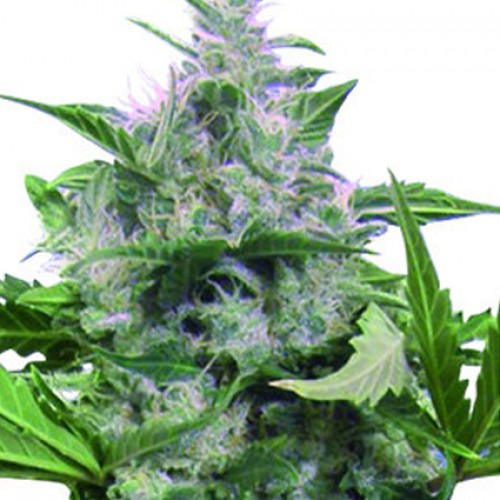 Auto White Dwarf насіння конопель: фото, характеристики, відгуки, опис