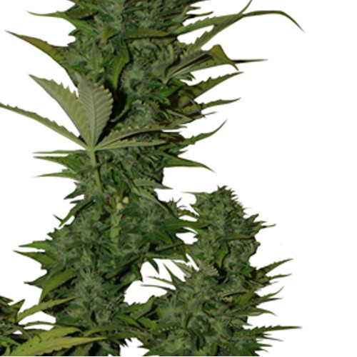 Auto White Russian насіння конопель: фото, характеристики, відгуки, опис