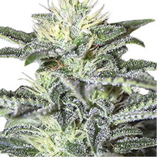 Auto White Widow Feminised семена конопли: фото, характеристики, отзывы, описание