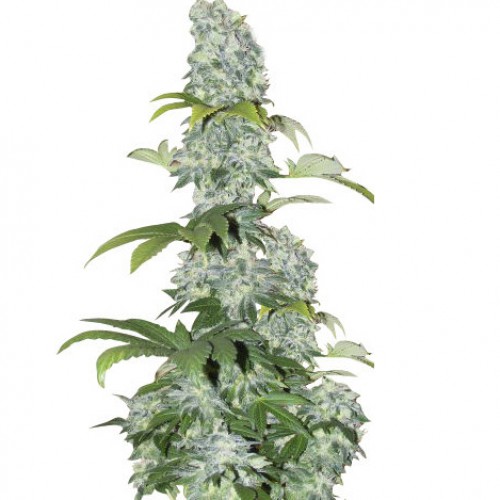 Black Domina Feminised семена конопли: фото, характеристики, отзывы, описание