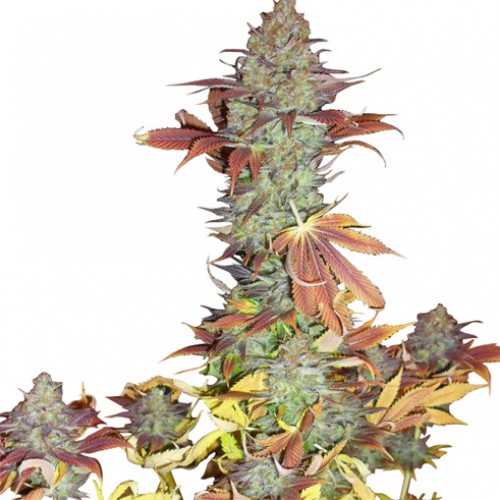 Blueberry Feminised насіння конопель: фото, характеристики, відгуки, опис