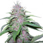 Bubble Gum Feminised насіння конопель: фото, характеристики, відгуки, опис