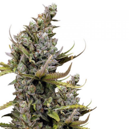 Cheese семена конопли: фото, характеристики, отзывы, описание