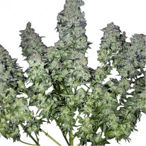 Chronic Feminised семена конопли: фото, характеристики, отзывы, описание Chronic Feminised семена конопли: фото, характеристики, отзывы, описание