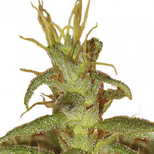 Colombian Gold насіння конопель: фото, характеристики, відгуки, опис Colombian Gold насіння конопель: фото, характеристики, відгуки, опис