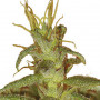 Colombian Gold насіння конопель: фото, характеристики, відгуки, опис Colombian Gold насіння конопель: фото, характеристики, відгуки, опис
