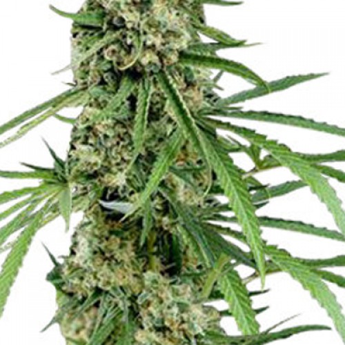 Critical + Feminised насіння конопель: фото, характеристики, відгуки, опис