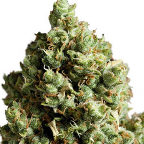 Critical Kush насіння конопель: фото, характеристики, відгуки, опис