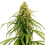 Early Durban Feminised семена конопли: фото, характеристики, отзывы, описание