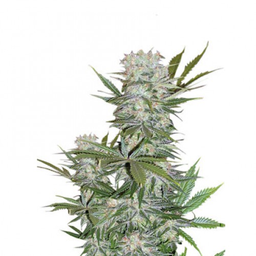G13 Haze Feminised семена конопли: фото, характеристики, отзывы, описание G13 Haze Feminised семена конопли: фото, характеристики, отзывы, описание