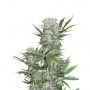 G13 Haze Feminised семена конопли: фото, характеристики, отзывы, описание G13 Haze Feminised семена конопли: фото, характеристики, отзывы, описание