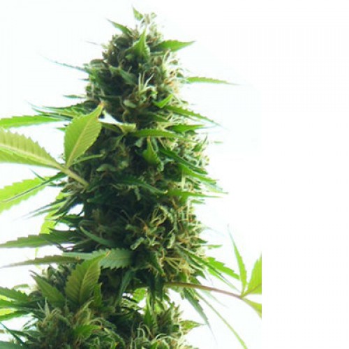 Jack Herer семена конопли: фото, характеристики, отзывы, описание Jack Herer семена конопли: фото, характеристики, отзывы, описание