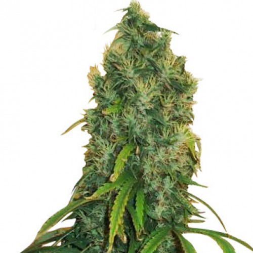 Kali Mist насіння конопель: фото, характеристики, відгуки, опис Kali Mist насіння конопель: фото, характеристики, відгуки, опис