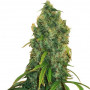 Kali Mist насіння конопель: фото, характеристики, відгуки, опис Kali Mist насіння конопель: фото, характеристики, відгуки, опис