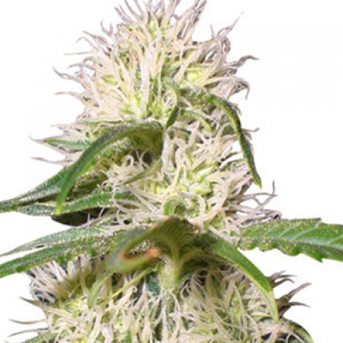 LSD семена конопли: фото, характеристики, отзывы, описание