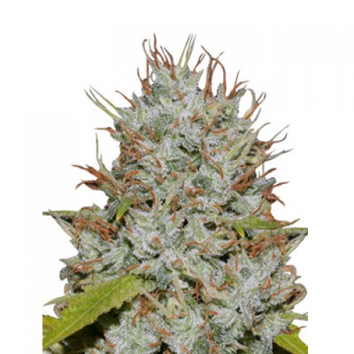 Lemon Kush насіння конопель: фото, характеристики, відгуки, опис