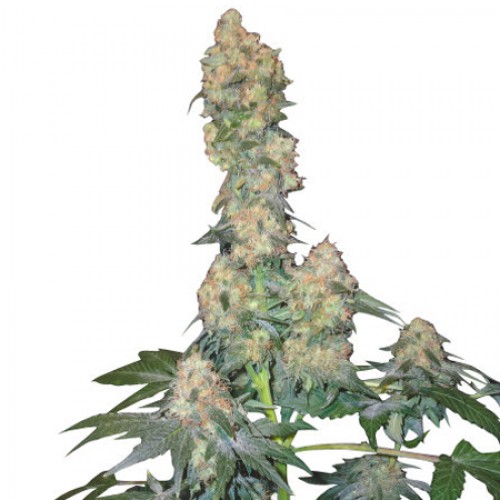 Mazar семена конопли: фото, характеристики, отзывы, описание