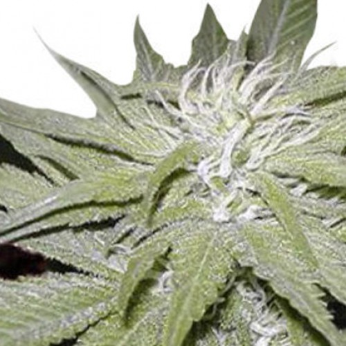Narkush Feminised насіння конопель: фото, характеристики, відгуки, опис Narkush Feminised насіння конопель: фото, характеристики, відгуки, опис