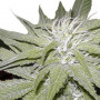 Narkush Feminised насіння конопель: фото, характеристики, відгуки, опис Narkush Feminised насіння конопель: фото, характеристики, відгуки, опис