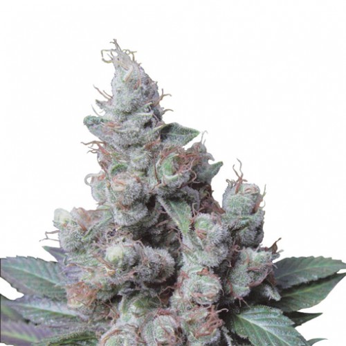 New York Diesel Feminised семена конопли: фото, характеристики, отзывы, описание