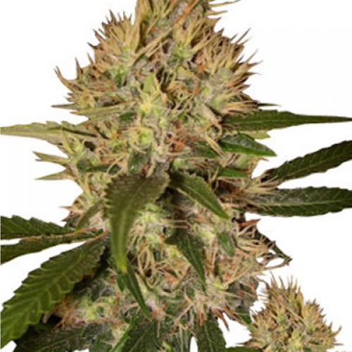 Nibiru семена конопли: фото, характеристики, отзывы, описание