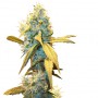 Northern Lights Feminised - Ganja Seeds семена конопли: фото, характеристики, отзывы, описание