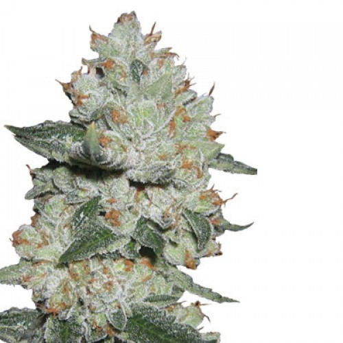 OG Kush Feminised насіння конопель: фото, характеристики, відгуки, опис