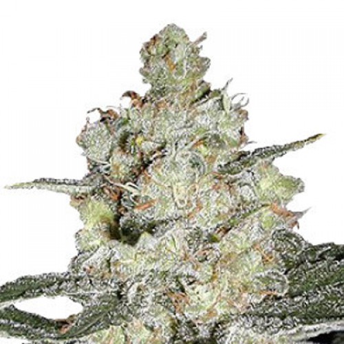 Original Skunk Feminised насіння конопель: фото, характеристики, відгуки, опис Original Skunk Feminised насіння конопель: фото, характеристики, відгуки, опис