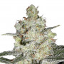 Original Skunk Feminised насіння конопель: фото, характеристики, відгуки, опис Original Skunk Feminised насіння конопель: фото, характеристики, відгуки, опис