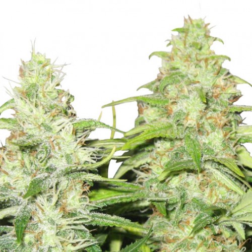 Power Plant насіння конопель: фото, характеристики, відгуки, опис