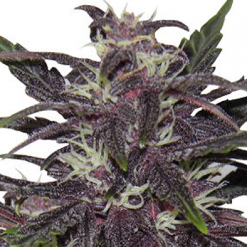 Purple Kush Feminised насіння конопель: фото, характеристики, відгуки, опис Purple Kush Feminised насіння конопель: фото, характеристики, відгуки, опис