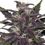 Purple Kush Feminised насіння конопель: фото, характеристики, відгуки, опис Purple Kush Feminised насіння конопель: фото, характеристики, відгуки, опис