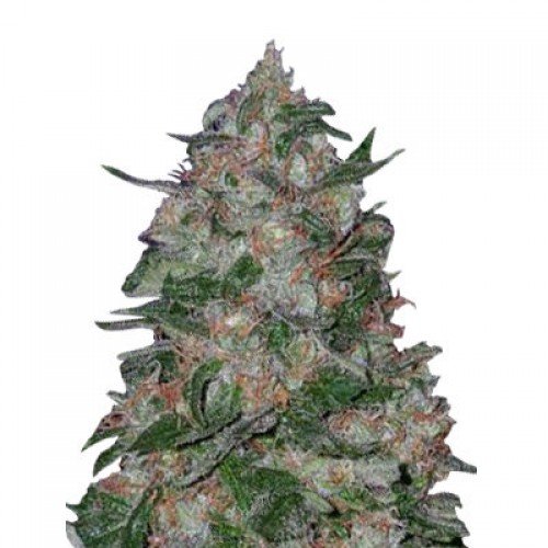 Satori Feminised семена конопли: фото, характеристики, отзывы, описание