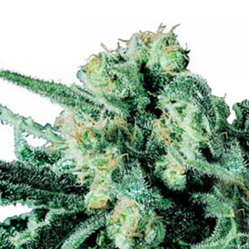 Sensi Skunk Feminised семена конопли: фото, характеристики, отзывы, описание