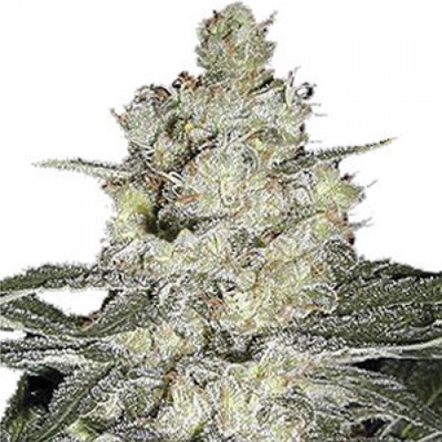 Skunk #1 семена конопли: фото, характеристики, отзывы, описание Skunk #1 семена конопли: фото, характеристики, отзывы, описание