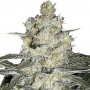 Skunk #1 семена конопли: фото, характеристики, отзывы, описание Skunk #1 семена конопли: фото, характеристики, отзывы, описание
