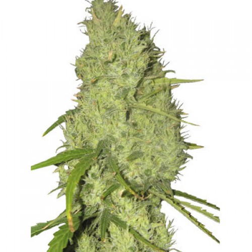 Skunk#11 Feminised семена конопли: фото, характеристики, отзывы, описание