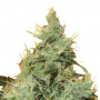 Super Lemon Skunk семена конопли: фото, характеристики, отзывы, описание Super Lemon Skunk семена конопли: фото, характеристики, отзывы, описание