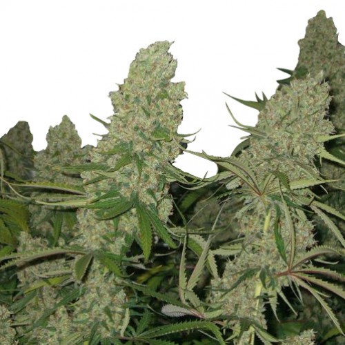 Super Silver Haze Feminised семена конопли: фото, характеристики, отзывы, описание