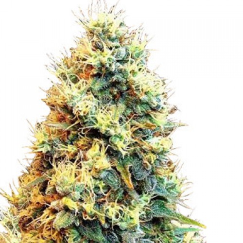 Super Skunk насіння конопель: фото, характеристики, відгуки, опис Super Skunk насіння конопель: фото, характеристики, відгуки, опис