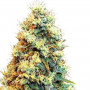 Super Skunk насіння конопель: фото, характеристики, відгуки, опис Super Skunk насіння конопель: фото, характеристики, відгуки, опис