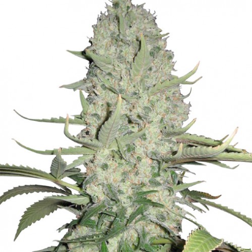 White Widow Feminised - Ganja Seeds насіння конопель: фото, характеристики, відгуки, опис White Widow Feminised - Ganja Seeds насіння конопель: фото, характеристики, відгуки, опис