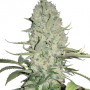 White Widow Feminised - Ganja Seeds насіння конопель: фото, характеристики, відгуки, опис White Widow Feminised - Ganja Seeds насіння конопель: фото, характеристики, відгуки, опис